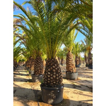 Phoenix canariensis stipe 100/120  
